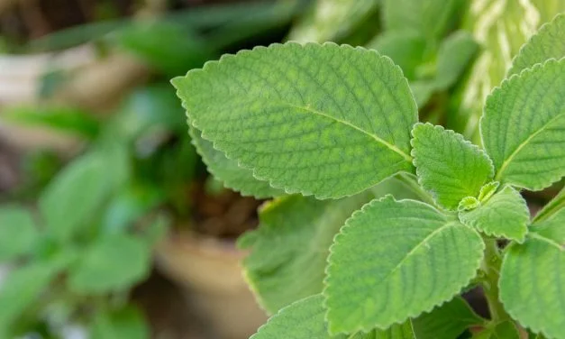 Boldo: Planta Medicinal para Cultivar em Casa